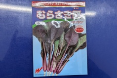 コマツナ　むらさき祭り