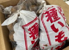 タネいも販売開始です