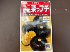 ミニ南瓜栗っプチ