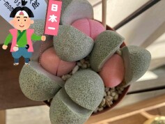 多肉　❀令和の桃太郎❀