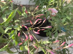 羽衣ジャスミン