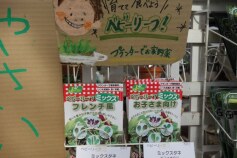 ベビーリーフはいかが？