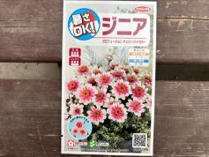 ジニア　プロフュージョンチェリーバイカラー