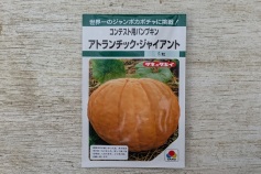 コンテスト用パンプキン アトランチック・ジャイアント