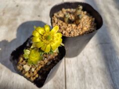 福寿草