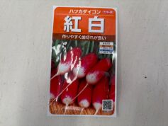ハツカダイコン　紅白