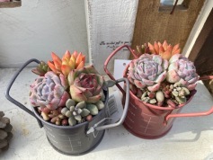 カラフル多肉の寄せ植え講習会