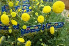 花ほたる（コツラ）