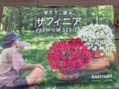 サンフィニア入荷しました！