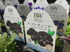 スーパーチュニア　”スワローブラック”