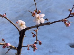 3月の写真