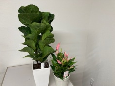 観葉植物