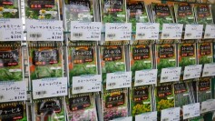 ハーブのたね