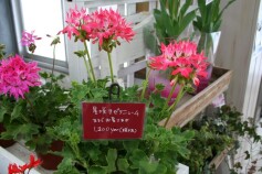 ゼラニウム