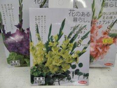 グラジオラス