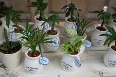 ミニ観葉植物