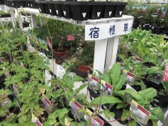 充実！宿根草